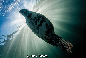 Seal and Sunburst, Lundy Island by Nick Blake 